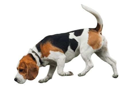 Beagle Caractère Alimentation Condition de vie Dressage