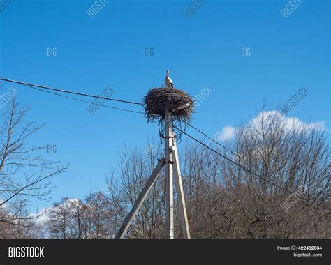 Stork Nest Storks Image And Photo Free Trial Bigstock