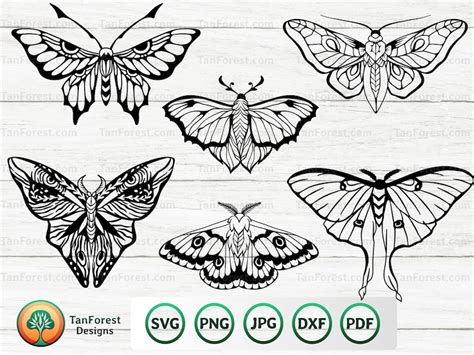 Moth Svg Bundle Insect Svg Moth Clipart Celestial Moth Svg Etsy Uk