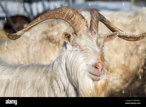 Domestic Goat Capra Hircus Male High Resolution Stock Photography And