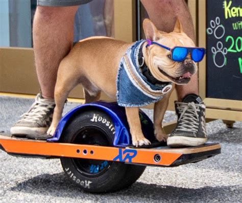 Skateboarding Dogs √ How To Teach A Dog To Skate How To Choose Best