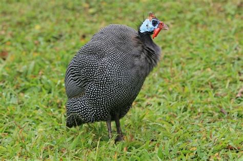 Premium Photo | Guinea fowl