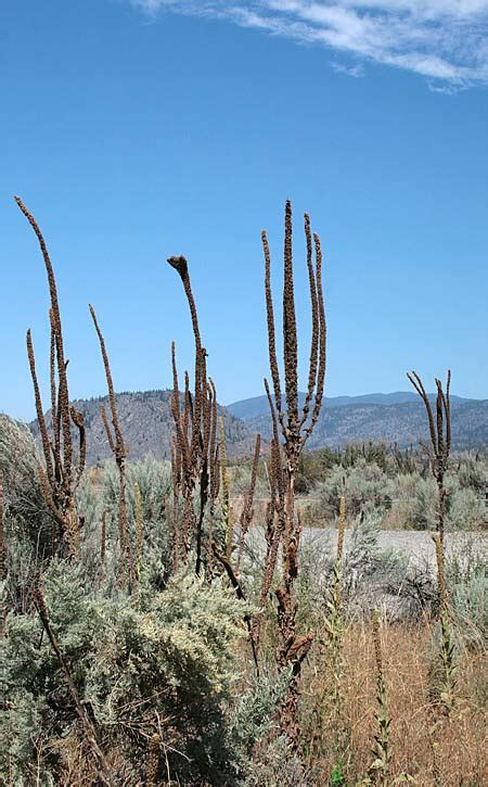 Sonoma Desert, Osoyoos, British Columbia