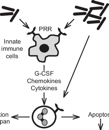 Effect Of A Low Or A High Inoculum Of L Monocytogenes On Neutrophil