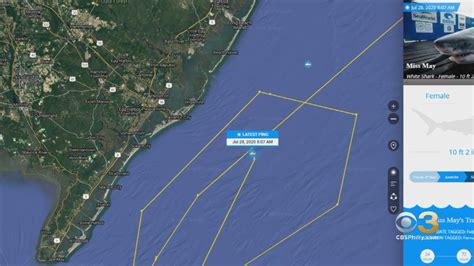 Great White Shark Miss May Pings Off Coast Of Atlantic City Youtube