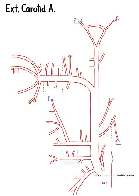 External Carotid Artery Branches Diagram Quizlet