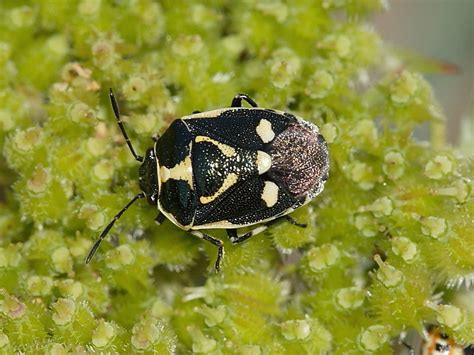 Shieldbug Brassica Or Cabbage Bug Eurydema Oleracea Wildlife Insight