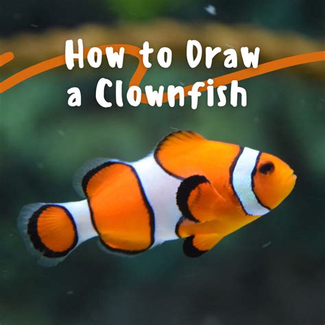 Clown Fish Paintings