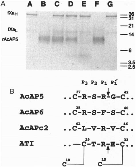 Localization Of Reactive Site Sequence In Racap5 A Electrophoretic