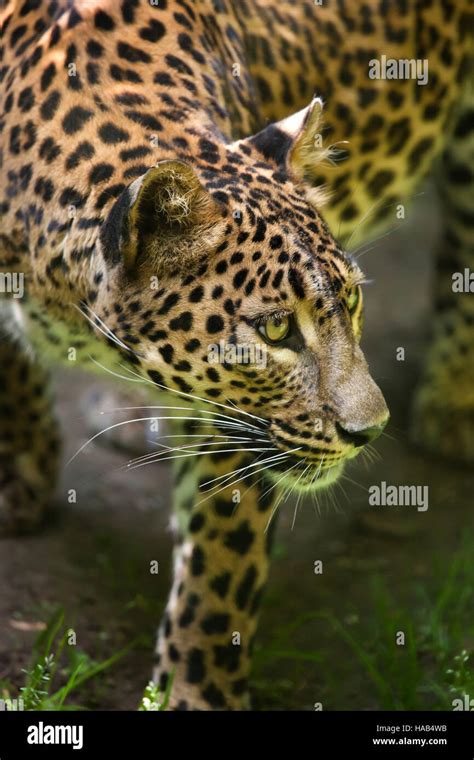 Sri Lankan Leopard Panthera Pardus Kotiya Also Known As The Ceylon