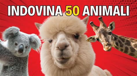 Indovina gli animali in 5 secondi 50 animali Modalità semplice