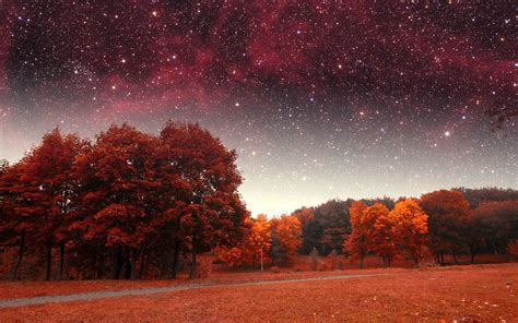 Red forest under starry night HD wallpaper | Wallpaper Flare