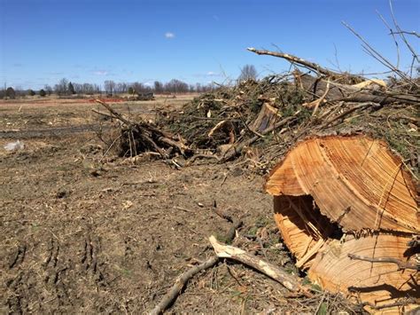 Trees At Former Rockcliffe Airbase Spared Axe After Resident Forester