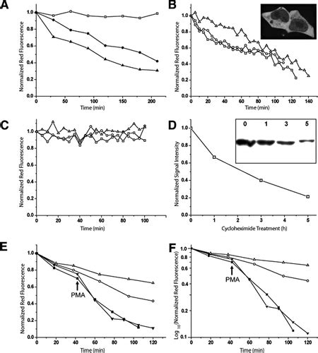 Full Article Method For Real Time Monitoring Of Protein Degradation At