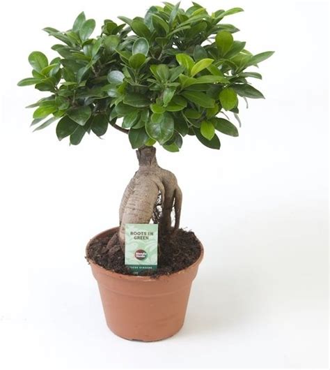 Bonsai Chinese Vijg Ficus Microcarpa Ginseng Hoogte 40 Cm Van