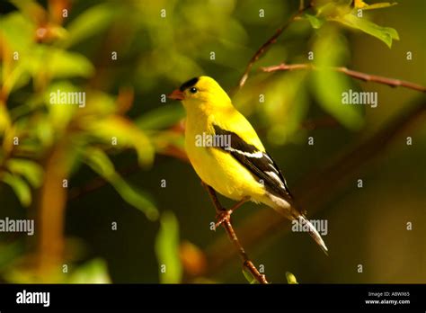 Birds Of North America American Goldfinch Carduelis Tristis Stock