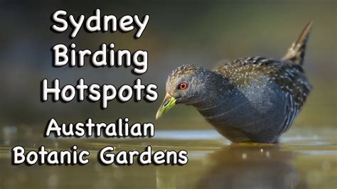 Sydney Birding Hotspots 18 Australian Botanic Garden Mount Annan