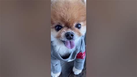 Jiffpom 179 Jiffpom💗 Jiffpom Official Tiktok Youtube