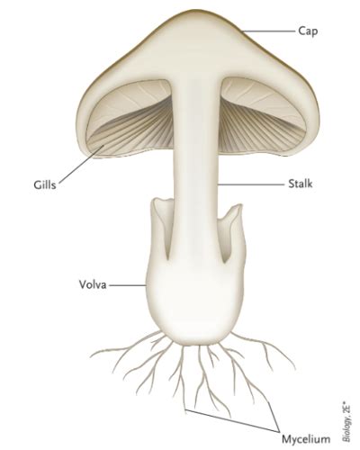 Biology Final Exam Study Flashcards Quizlet