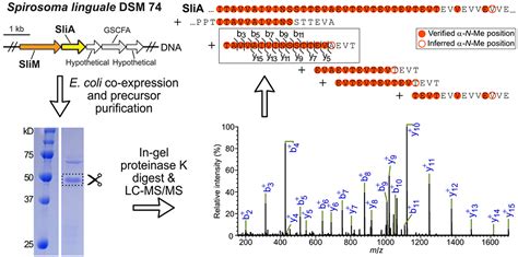 Diverse Protein Architectures and α N Methylation Patterns Define Split