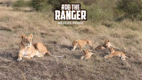 Lioness And Cute Cubs Maasai Mara Safari Zebra Plains Youtube