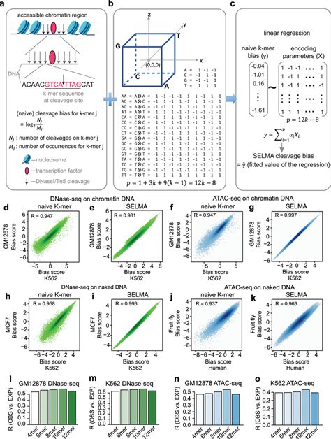 Selma Framework For Cleavage Bias Estimation A Schematic Of A Naive