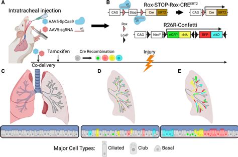 Aav Mediated Gene Editing Lights Up The Lung Pmc