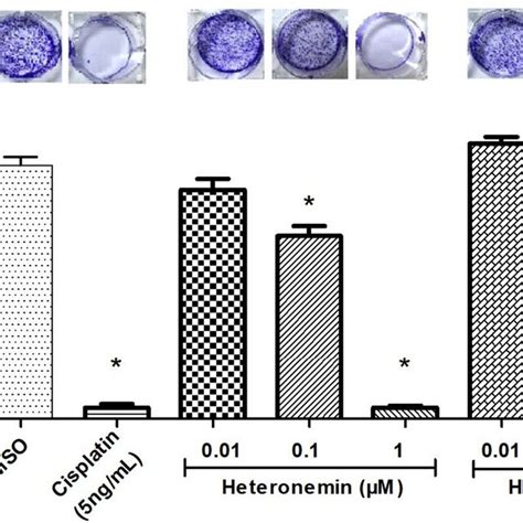 Colony Formation Analysis Of Panc 1 Cells Treated With Cisplatin