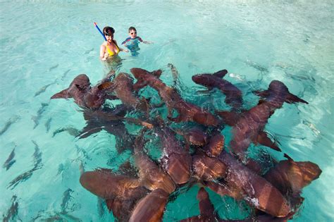 The Nurse Sharks Of Compass Cay Bahamas Yacht Charter Fleet