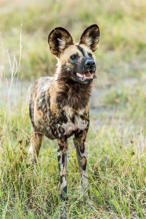 Cape Hunting Dog - WildNature Photo Expeditions