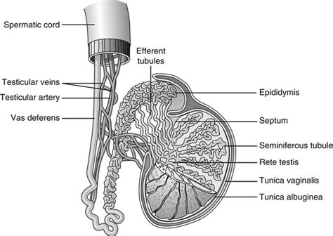 Testis Drainage Testicular Venous Diseases Epididymis Vein Ultrasound Plexus Pampiniform Fig