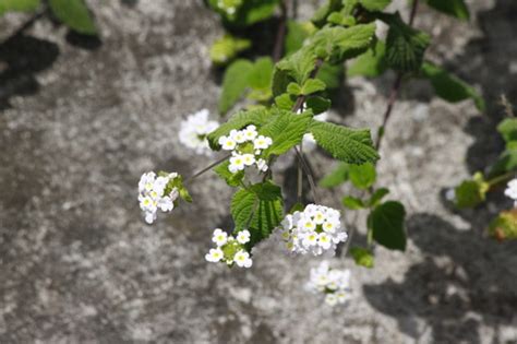 Confiturilla Plantas Del Municipio De Coixtlahuaca Inaturalist