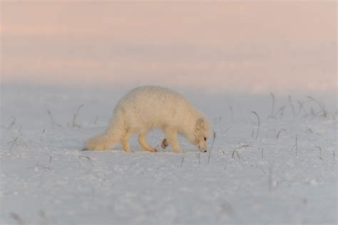 Raposa do ártico vulpes lagopus na tundra wilde ao pôr do sol hora