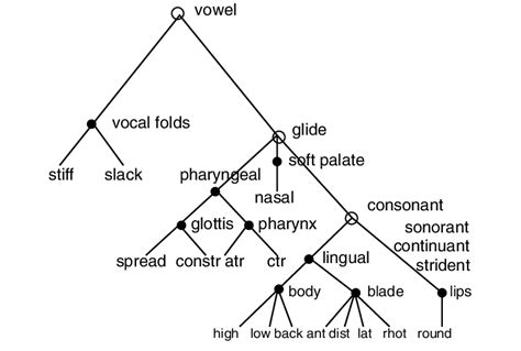 Hierarchical feature tree where open circles indicate articulatorfree ...
