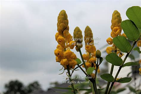 Cassia alata Christmas Candle Seeds | Serendipity Seeds