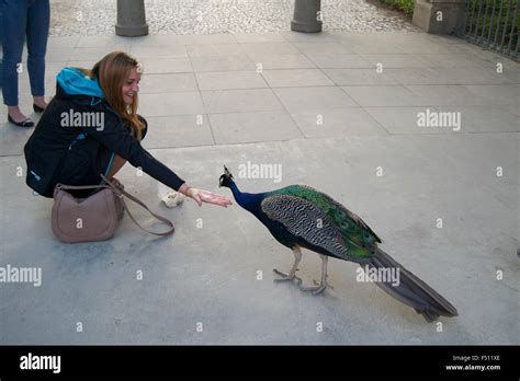 Colorful Peacock Feathers Bird Plumage Blue Green Stock Photo Alamy