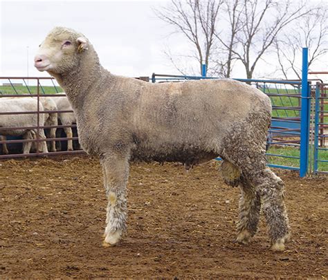 Production Corner - Columbia Sheep Breeders Association