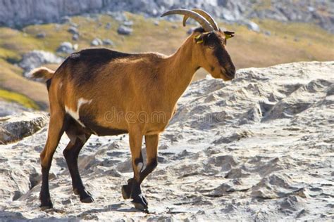 Wild Female Goat Capra Aegagrus Going At The Mountains On Day Stock