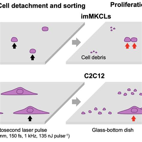 Color Online Schematic Illustration Of Femtosecond Laser Scanning For