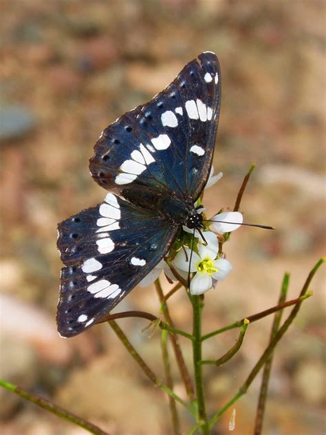 Foto Gratis Farfalla In Bianco E Nero Ali Immagine Gratis Su