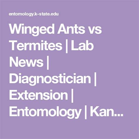 Winged Ants vs Termites | Lab News | Diagnostician | Extension ...