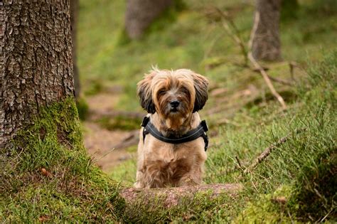 Tibet Terrier Steckbrief Charakter Wesen Und Haltung