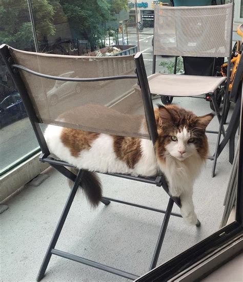 Meet Samson The Largest Cat In Nyc Who Weighs 28 Lbs And Is Around 4 Feet In Length Viral Cats