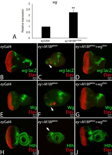 Downregulation Of M Bp Induces Ectopic Expression Wg And Hth Expression