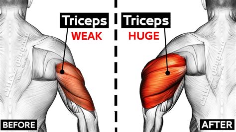 7 Perfect Exercises Tricep Workout At Gym 🎯 Youtube