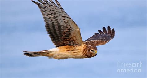 Northern Harrier Hawk 3100 Photograph by Jack Schultz - Fine Art America