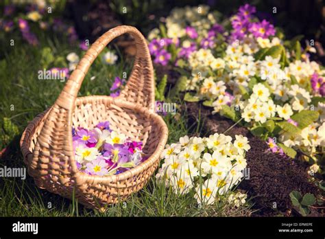 Waldshut Blumenwiese Fotos Und Bildmaterial In Hoher Aufl Sung Alamy