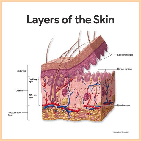 Integumentary System Diagram