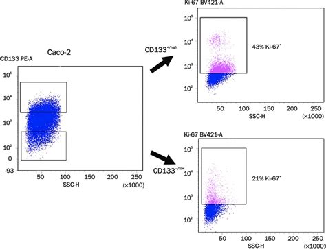 Expression Of Proliferation Marker Ki 67 By Tumor Cells Of Caco 2 Line