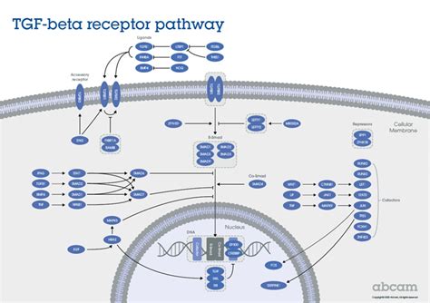 Tgf Beta Smad Signaling Pathway Abcam